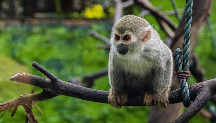 hayvan haklari evcil hayvanlar icin neden onemlidir